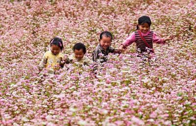 Dạo chơi trên những vùng hoa tam giác mạch đẹp nhất Việt Nam